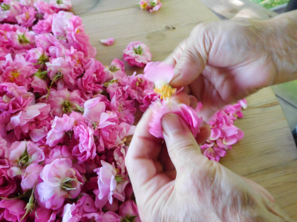 香り高くおいしい薔薇